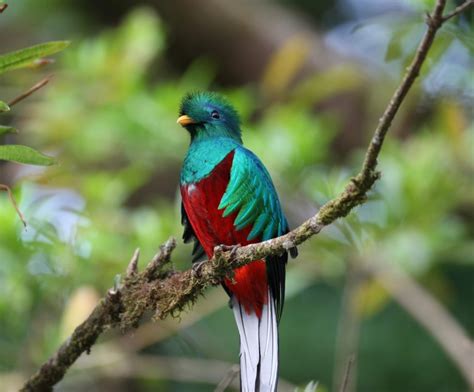 El Quetzal El Ave Que Embellece Los Bosques Nublados De Honduras