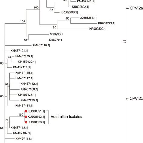 Neighbor Joining Phylogenetic Tree Constructed Using Mega Program