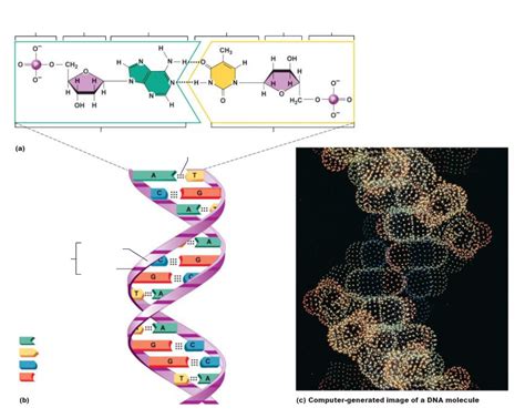 Diagram Of Dna Molecule Quizlet