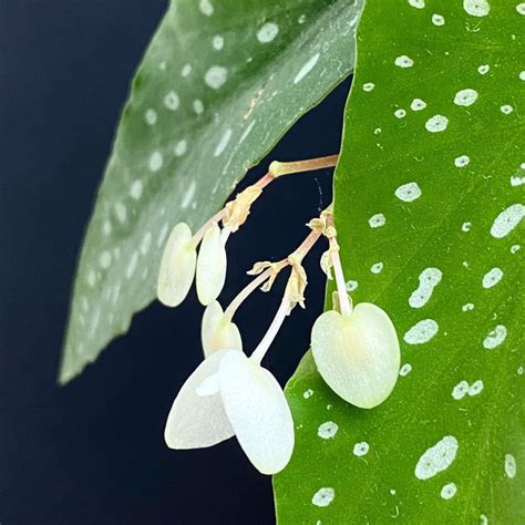 Begonia Maculata Tamaya Kaufen Auf Ricardo