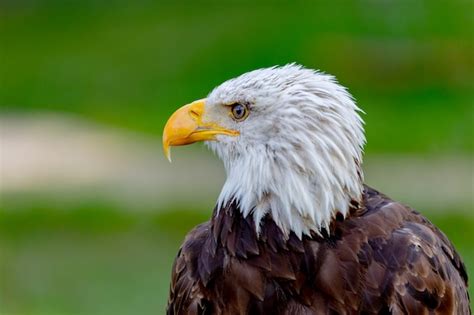 Pássaro águia Americano Foto Grátis