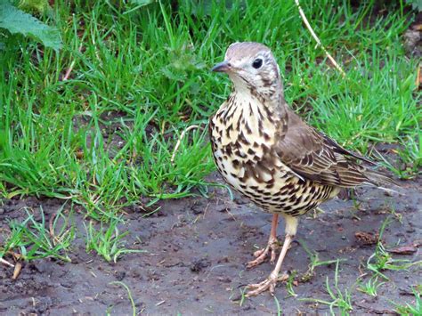 Mistle Thrush Turdus Viscivorus Griffith Park Dublin 02… Flickr