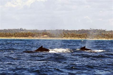 Soy Turista RD: Santuario de las Ballenas Jorobadas en la Bahía de Samana