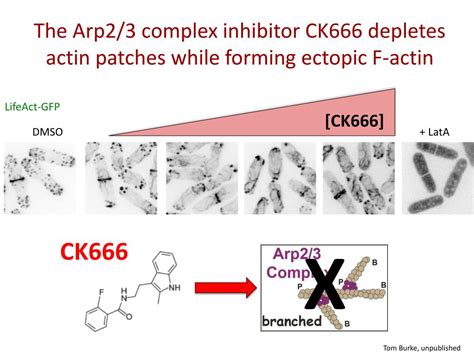 PPT Dueling Nucleation Factors Competition Between Formin And Arp2 3