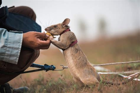 Magawa Rata Gigante Africana Recibe Medalla De Oro N