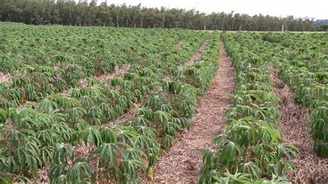 Plantio Direto E Tecnologia Aumentam A Produtividade Da Mandioca No