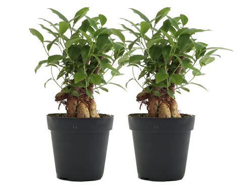 Costa Farms Live Indoor 10in Tall Green Bonsai Bright Indirect Sunlight Plant In 4in Grower