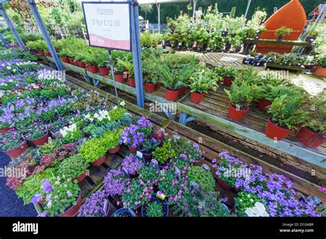 Hillier garden centre hi-res stock photography and images - Alamy