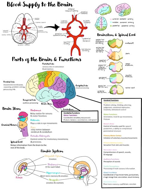 Nervous System Anatomy Physiology Nursing Notes Bundle Printable