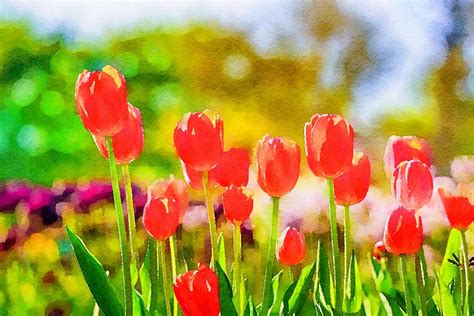 Red Tulips Watercolor Photograph By Susan Rydberg Fine Art America