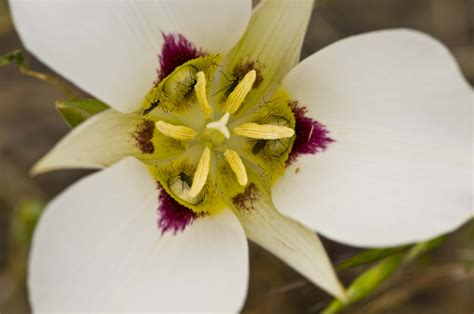 Sego Lily Silk Flowers Best Flower Site