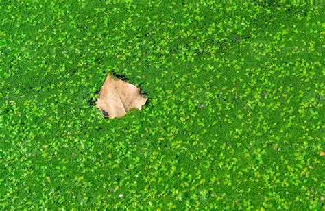A dry yellow leaf floats on water covered with floating plants in the