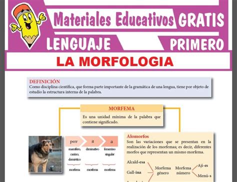 La Importancia Del Estudio De La Morfolog A Descubre C Mo Analizar Y