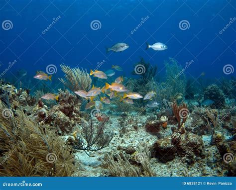 Colorful School Of Fish Stock Image - Image: 6838121