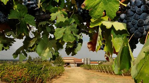 Azienda Casamiglio La Pioppa Cantina Di Produzione Vini PiacentiniL