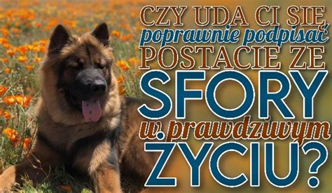 Czy uda Ci się poprawnie podpisać postacie ze Sfory w prawdziwym