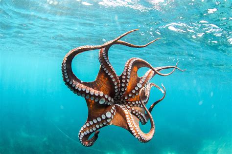 Beautiful Octopus Pictures Masters Of Disguise And Agile Hunters