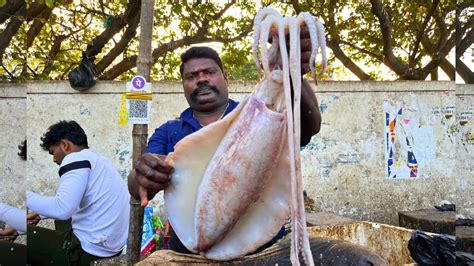 KASIMEDU SPEED SELVAM VERY RARE WHITE SQUID CUTTING VIDEO IN