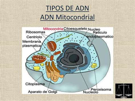 PPT El ADN en la investigación forense PowerPoint Presentation free