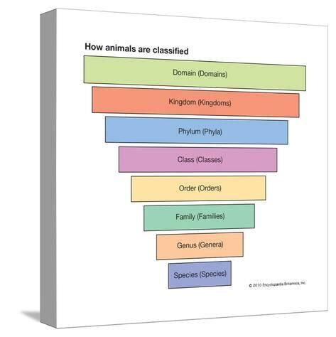 Animal Classification Pyramid Mnemonic