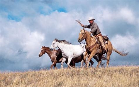 working horses | Horses, Ranch life, Equestrian life