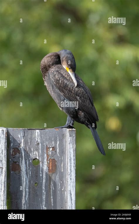 Great Cormorant Phalacrocorax Carbo Stock Photo Alamy