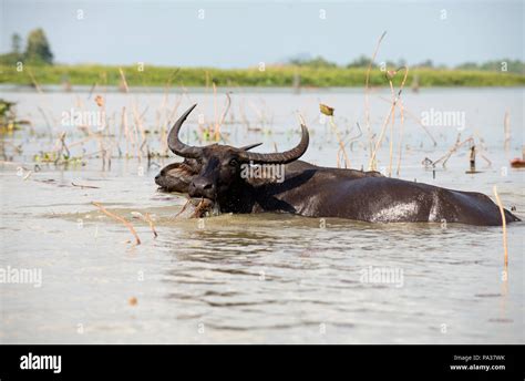 Water Buffalo Bubalus Bubalis Thale Noi Thailand Buffle D Eau Stock