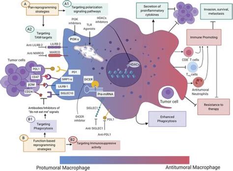 Macrophage Targeting In Cancer Annals Of The New York Academy Of