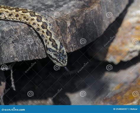 Hungarian Meadow Viper On The Ground On A Sunny Day Stock Image Image