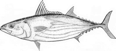 Skipjack Tuna (Katsuwonus Pelamis)