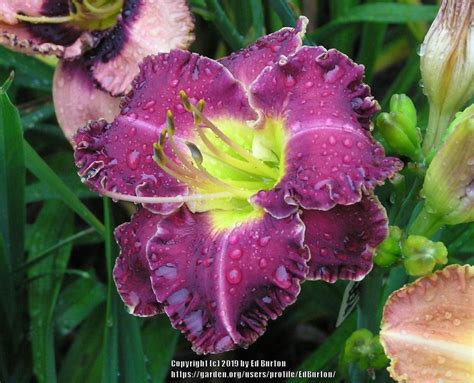 Daylily Hemerocallis Spacecoast Surprise Purple In The Daylilies