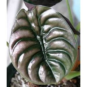 Jual Tanaman Hias Alocasia Cuprea Keladi Tengkorak Shopee Indonesia