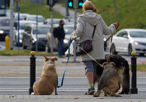 Comment Fonctionne Le Test Adn Des Excr Ments De Chiens Pour