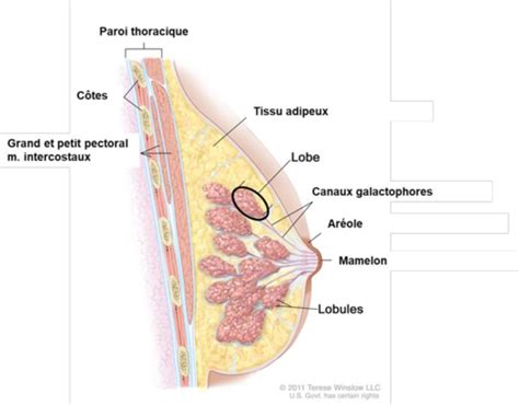 Histo Cours Histologie De La Glande Mammaire Cartes Quizlet