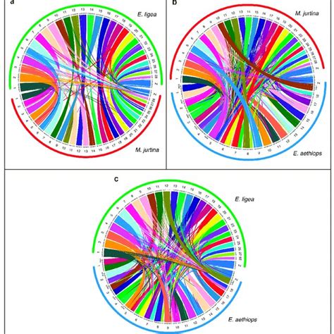 Circos Plot Showing Synteny Comparison Between E Ligea And E Aehtiops