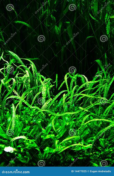 Underwater Plants Royalty Free Stock Photo - Image: 14477025