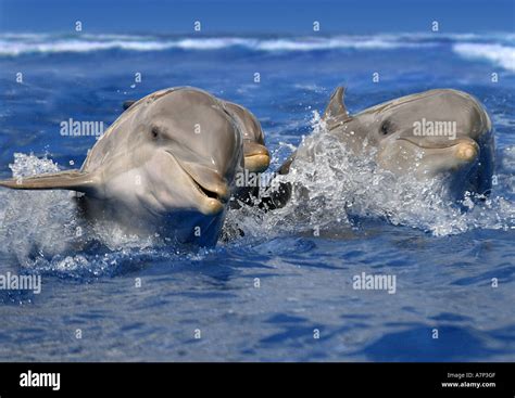 Side View Dolphin Eye Camera Hi Res Stock Photography And Images Alamy