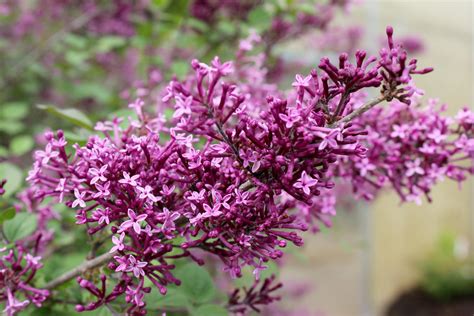 Bloomerang Dark Purple Reblooming Lilac Syringa X Images Proven