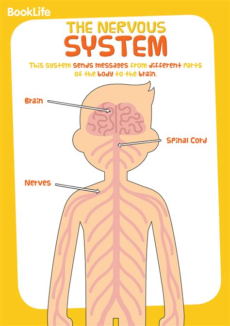 Free Human Body System Poster Nervous System Booklife