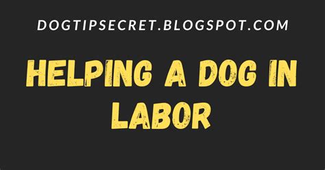 Helping A Dog In Labor Dog Health Tips Dog Tips Secret