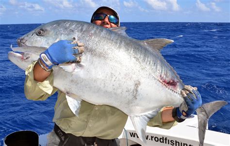 Giant trevally or Caranx ignobilis - Rod Fishing club