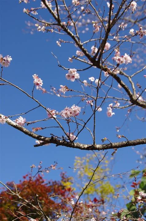 城峯公園・冬桜開花情報 神川町観光協会｜花と自然と歴史の町へようこそ