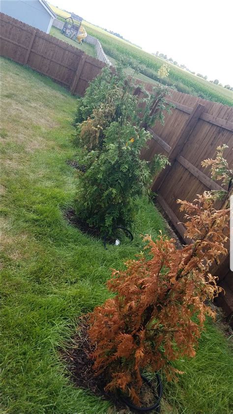 Tree Care Thuja Green Giants One Dead Another On The Way Out