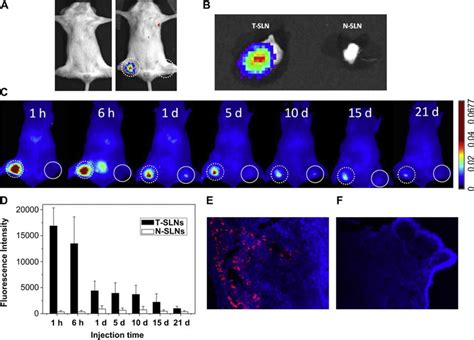 Optical Imaging Of Sentinel Lymph Nodes In A 4T1 Tumor Metastatic