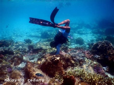 Scuba Diving In Pulau Redang Go Visit Redang