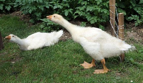 White Geese Breeds Farmhouse Guide