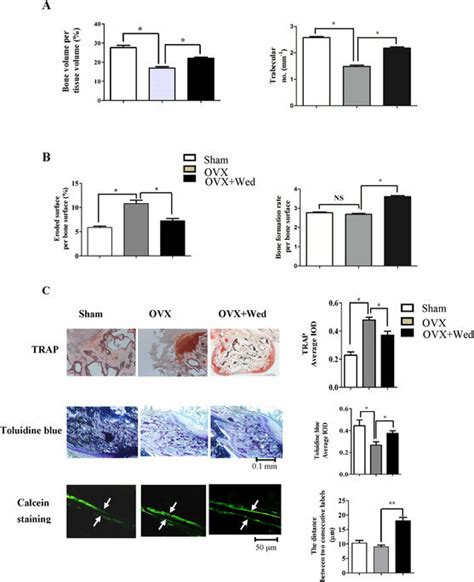 Wedelolactone Prevents Ovariectomy Induced Bone Loss By Inhibiting