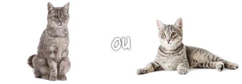 Chat De Goutti Re Ou Europ En Les Diff Rences Conseils Animaux Fr