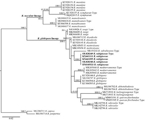 Phylogram Generated By Maximum Likelihood Raxml Analysis Based On