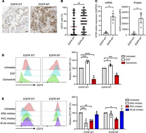 Jci Insight Antipd L And Anti Cd Combination Therapy Promotes T